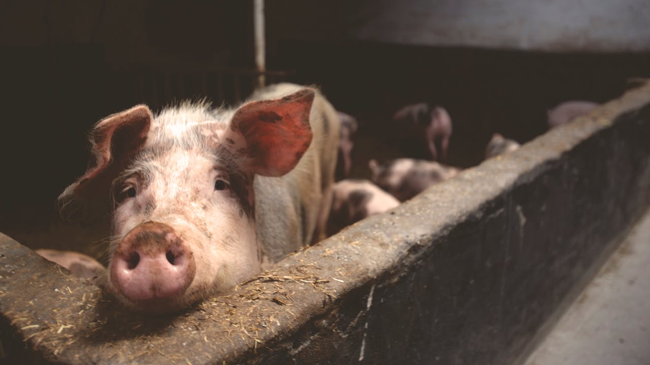 pig farm inside